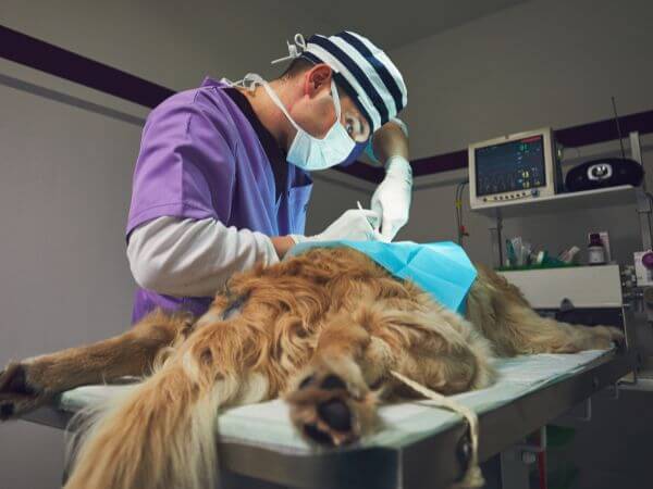 Ambulanza veterinaria